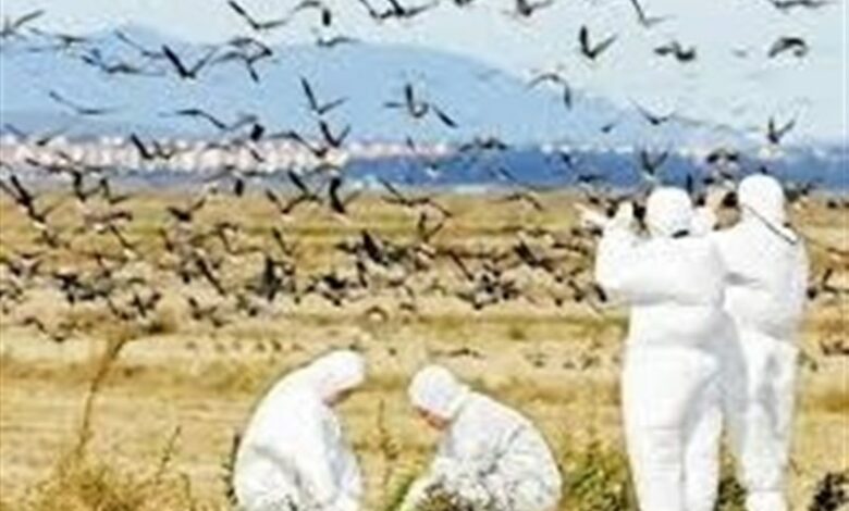 آنفلوانزای فوق حاد پرندگان در اردبیل مشاهده نشده است‌