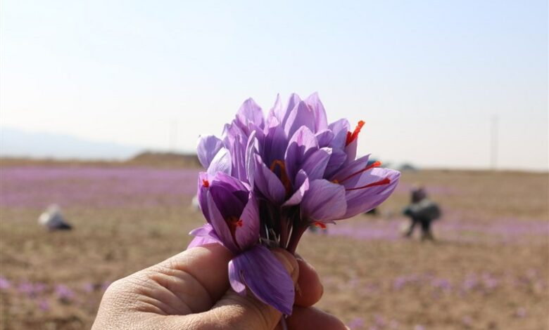 اختلاف 100 میلیونی قیمت زعفران در ایران و امارات