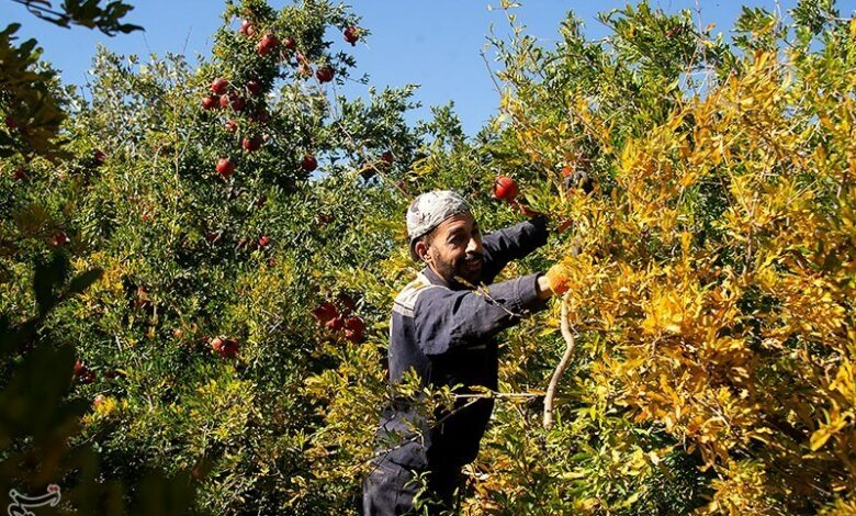 اصلاح و نوسازی 2300 هکتار از باغات چهارمحال و بختیاری