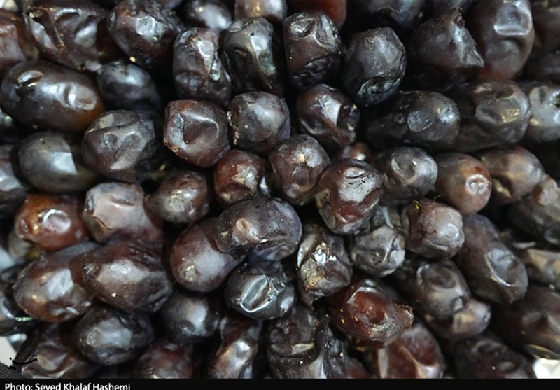 افتتاح نمایشگاه بین‌المللی خرما در بوشهر+ تصویر