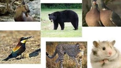 افزایش 15 گونه پستانداران در منطقه حفاظتی جنوب اردبیل