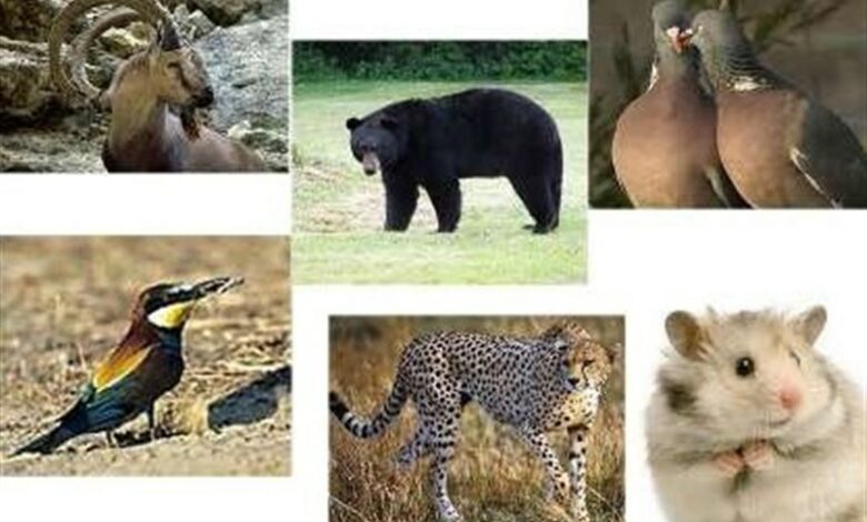 افزایش 15 گونه پستانداران در منطقه حفاظتی جنوب اردبیل