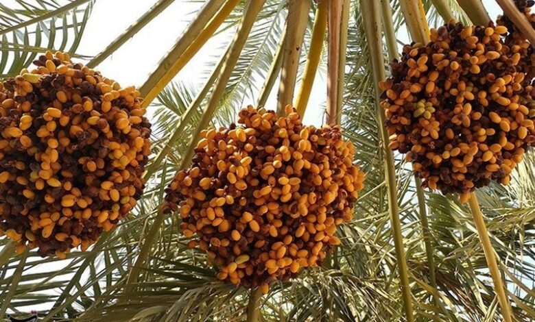 اهدای 4 تن خرما برای یاری مردم غزه و لبنان
