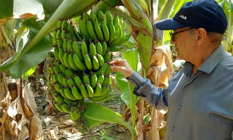 برداشت 27 هزار تن موز از باغات بلوچستان