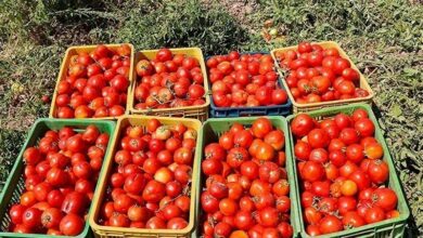 برداشت گوجه فرنگی از مزارع تنگ ارم دشتستان آغاز شد