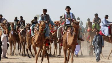 برگزاری مسابقات شتردوانی قهرمانی کشور در دلگان+ تصاویر