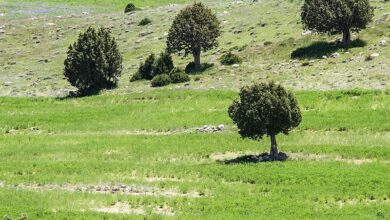 حمایت از بهره‌برداران گیاهان دارویی در کشور