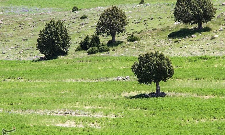 حمایت از بهره‌برداران گیاهان دارویی در کشور