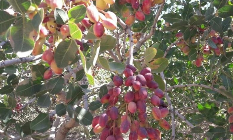 دعوت جهادکشاورزی از سرمایه‌گذاران برای حضور دربخش پسته قم