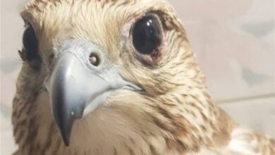 رها سازی 17 بهله پرنده شکاری در هرمزگان