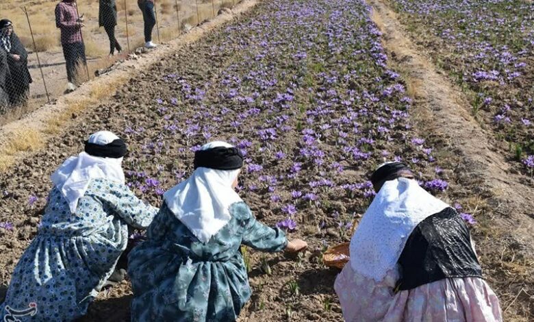 ششمین جشنواره زعفران بهاباد؛ گامی برای برندسازی طلای سرخ