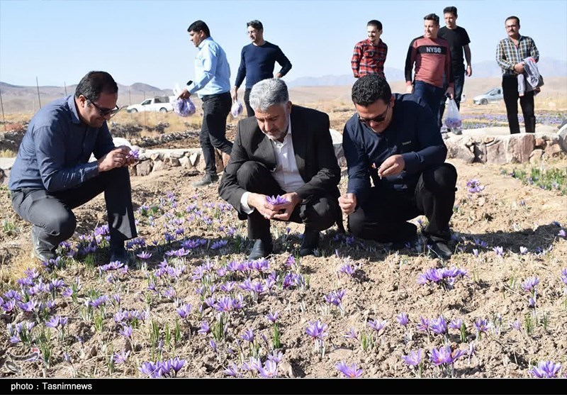 ششمین جشنواره زعفران بهاباد؛ گامی برای برندسازی طلای سرخ