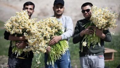 ششمین جشنواره گل نرگس شهرستان خفر برگزار می‌شود