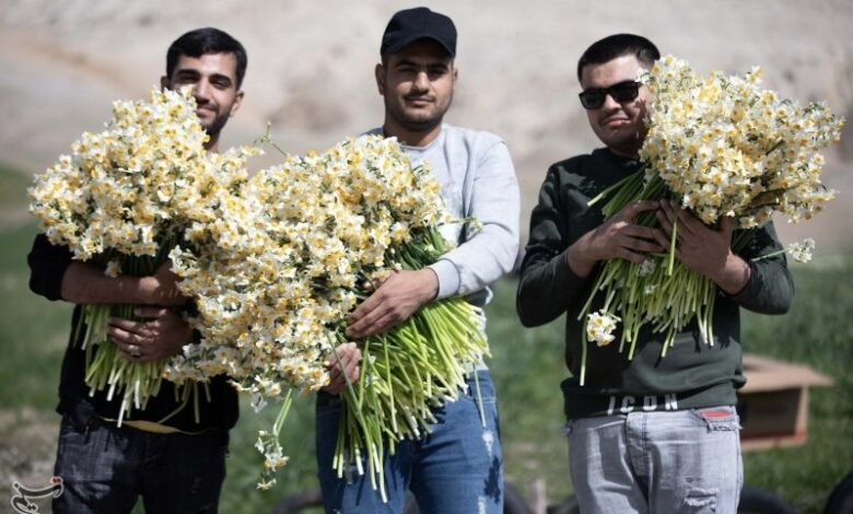 ششمین جشنواره گل نرگس شهرستان خفر برگزار می‌شود