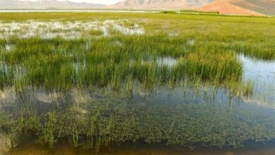 علامت‌گذاری محدوده تالاب بین‌المللی ارژن انجام شد