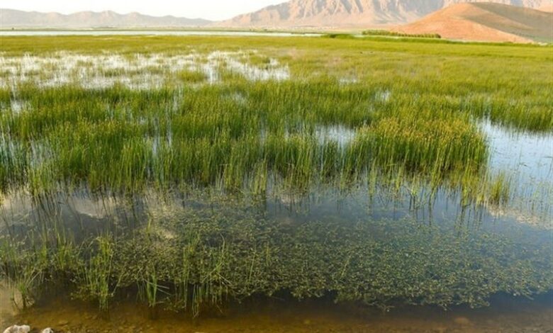 علامت‌گذاری محدوده تالاب بین‌المللی ارژن انجام شد