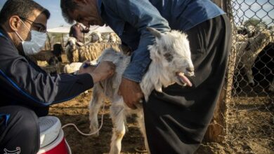 فعالیت 30 اکیپ در طرح واکسیناسیون دام‌های عشایری لرستان