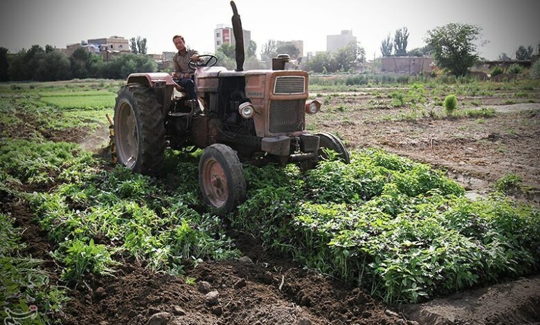 ماجرای کشت سبزی با آب آلوده به فاضلاب در کرمانشاه