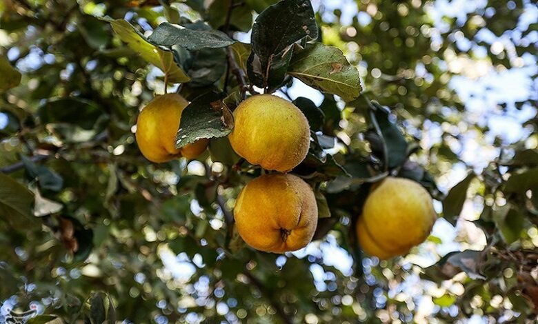 نبود صنایع تکمیلی آفت اقتصاد «به» در بهاباد