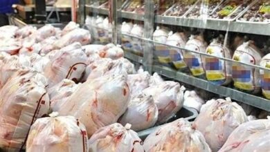 ورودی مرغ به تهران 20 درصد افزایش یافت