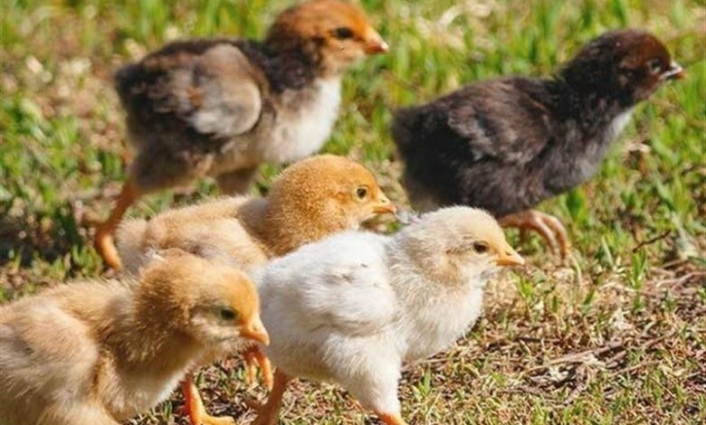 پرورش مرغ بومی برای ایجاد اشتغال زنان روستایی سیستان