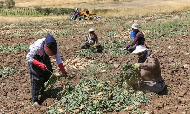 پیش‌بینی برداشت 95 هزار تن چغندر قند در چهارمحال و بختیاری