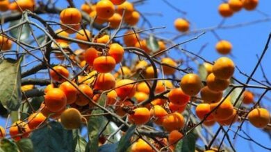 کرج میزبان جشنواره بزرگ "خرمالو" شد