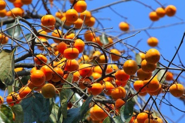 کرج میزبان جشنواره بزرگ "خرمالو" شد