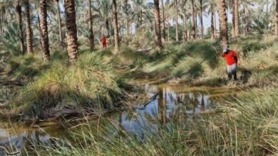 کشف جسد دومین غرقی در کانال آبیاری دشتستان +تصویر