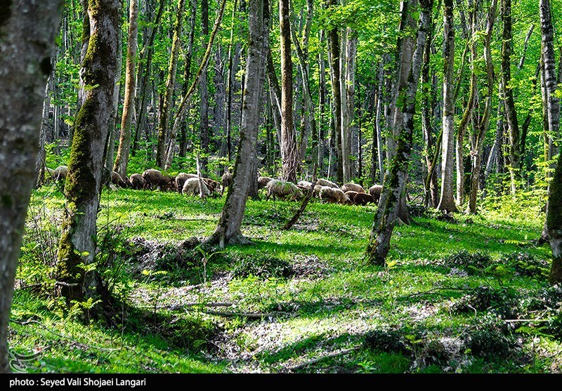 گزارش| بی‌رحمی قاچاقچیان چوب با کت‌زنی درختان هیرکانی+فیلم