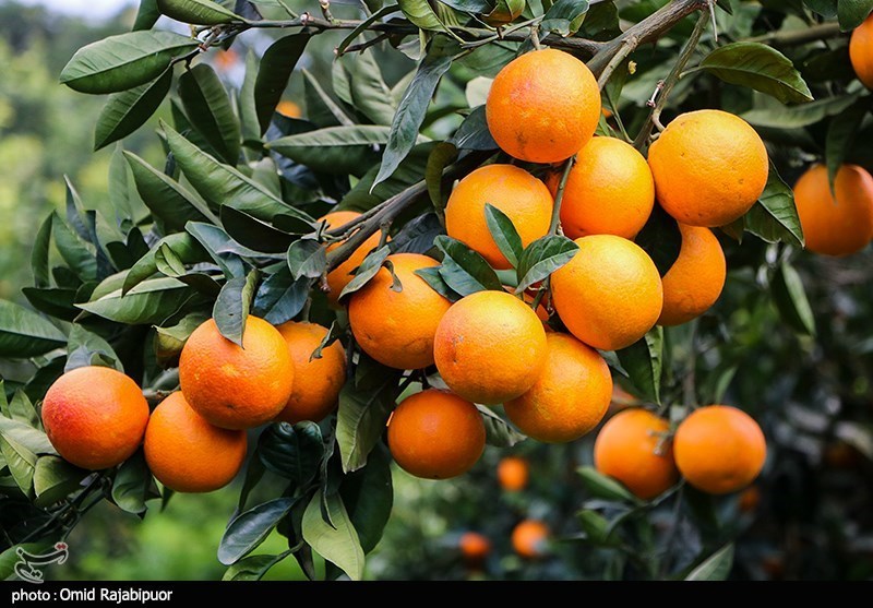 گزارش| سورتینگ‌داران به جان مرکبات ‌سبز شمال افتاد‌ه‌اند‌