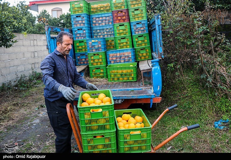 گزارش| سورتینگ‌داران به جان مرکبات ‌سبز شمال افتاد‌ه‌اند‌