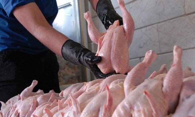 100 مرغداری در جنوب استان ایلام فعالیت می‌کنند