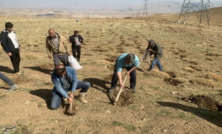 45 هکتار از اراضی آبدانان زیر کشت گیاه دارویی گلرنگ رفت