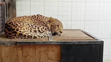 آخرین وضعیت پلنگ زنده‌گیری‌شده در روستای مغانک دماوند+فیلم