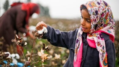 آغاز برداشت طلای سفید از مزارع قم/ کاهش چشمگیر کشت پنبه