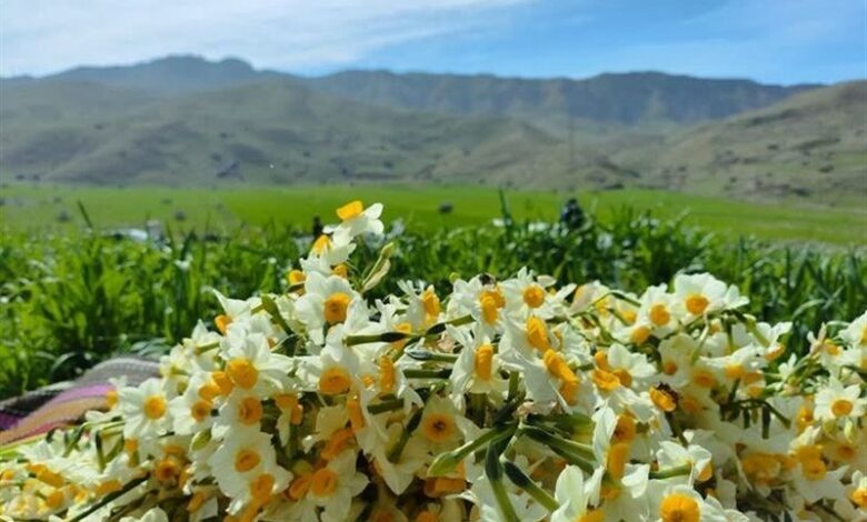 آغاز جشنواره معطر گل نرگس خفر؛ از فردا