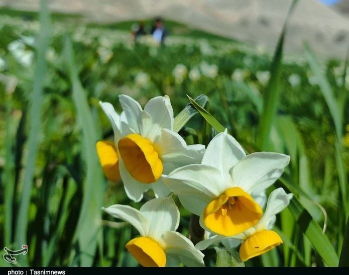آغاز جشنواره معطر گل نرگس خفر؛ از فردا