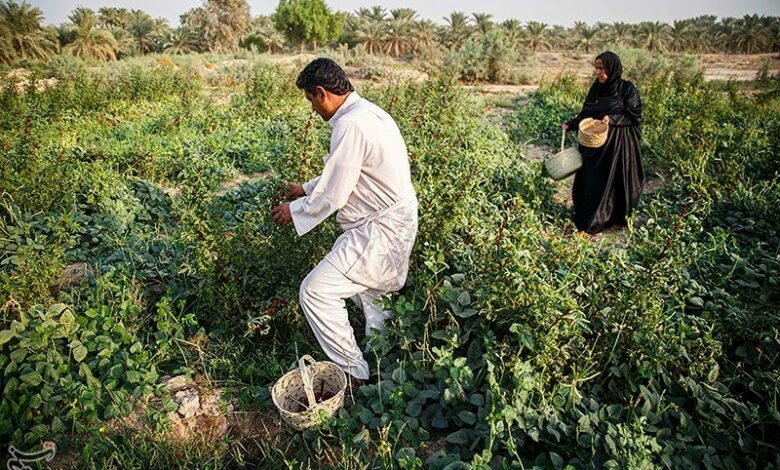 _آغاز_ _برداشت_ _چای_ _ترش_ _در_ _شهرستان_ _دلگان_