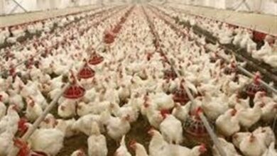 اردبیل قطب مهم صنعت طیور کشور است
