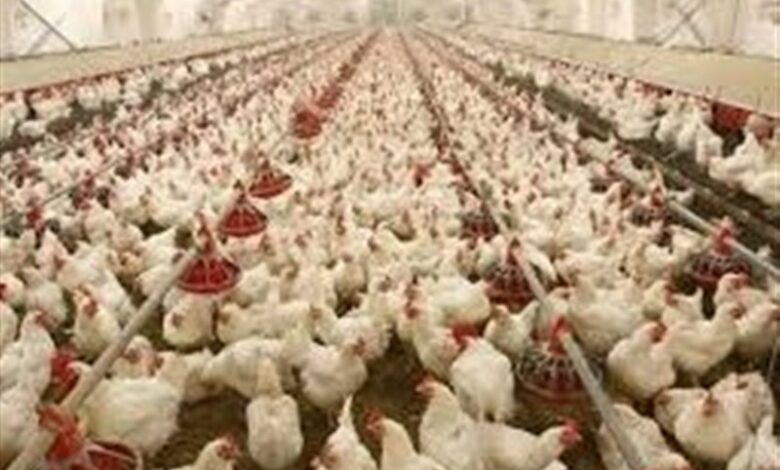 اردبیل قطب مهم صنعت طیور کشور است