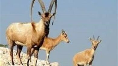 افزایش 10 درصدی کل و بز در حیات وحش خلخال و کوثر