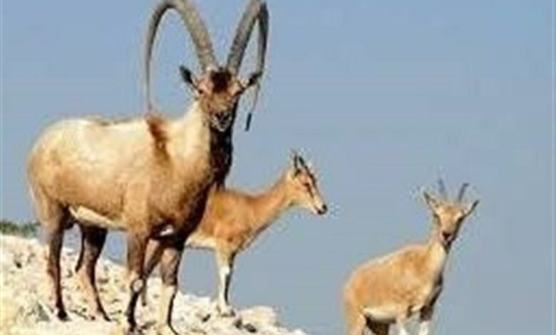 افزایش 10 درصدی کل و بز در حیات وحش خلخال و کوثر