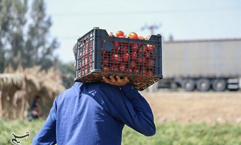افزایش 5 درصدی بهره‌برداری حوزه کشاورزی در استان کرمان