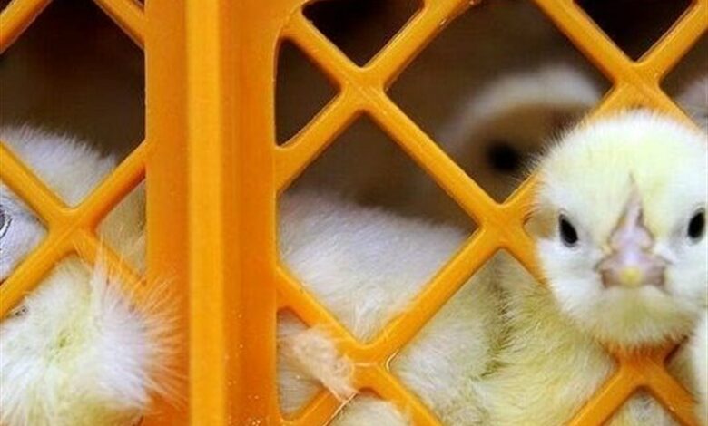 افزایش 50 درصدی میزان تولید گوشت مرغ در آذربایجان شرقی