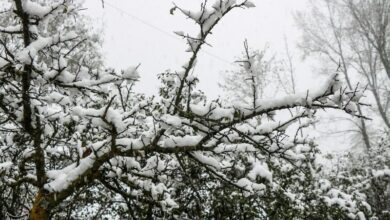 بارش برف البرز را از جمعه فرا می‌گیرد