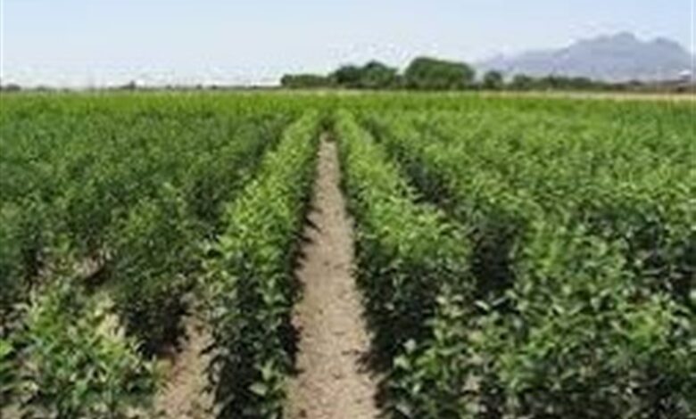 تولید 3.5 میلیون اصله نهال در ایلام؛ در سال جاری