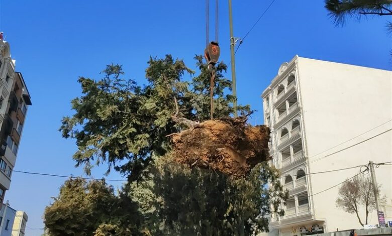 جابه‌جایی و قطع درختان بلوار طالقانی شهرکرد قانونی است