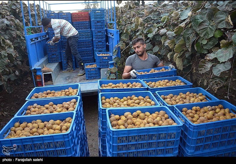 حکایت تلخ کشاورزان کیوی‌کار/ ‌دل‌نگرانی از بازار و دلالان!