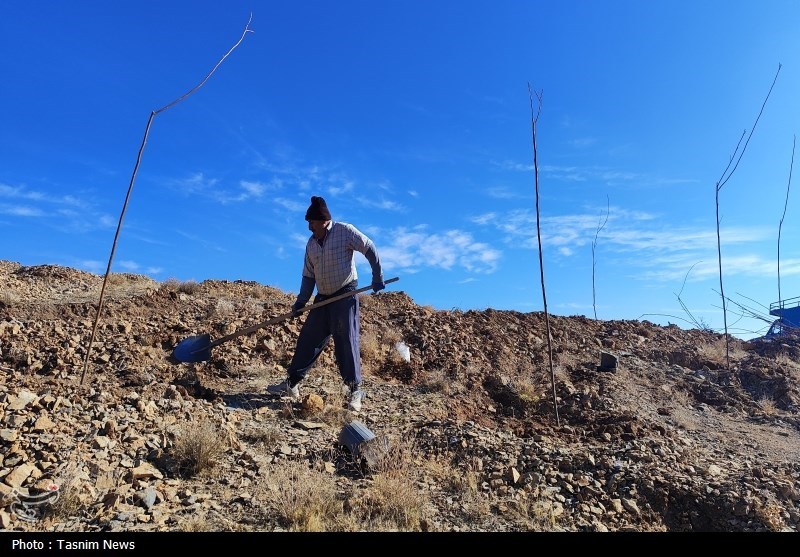 درخت‌کاری انبوه در شهرکرد آغاز شد + تصاویر